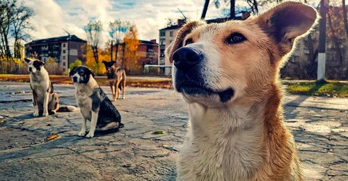 Nach der Atomkatastrophe: Hunde in Tschernobyl zeigen genetische Auffälligkeiten