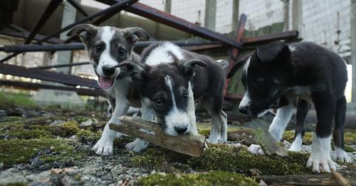 So haben sich die Hunde in Tschernobyl genetisch verändert
