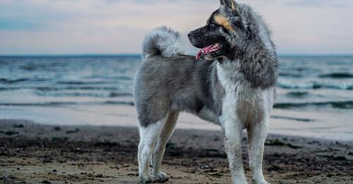 American Akita