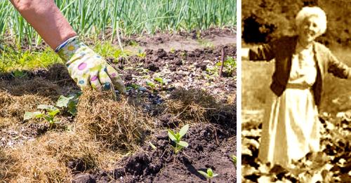 Garten für Faule: Mulchen nach Ruth Stout