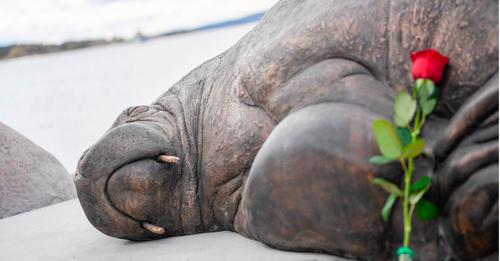 Sie versenkte Boote und wurde schließlich eingeschläfert: Denkmal für Walross Freya in Oslo enthüllt