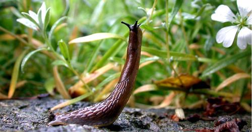 Zehn Gartenpflanzen, die vor Schnecken sicher sind