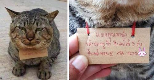 Eine Katze kommt nach 3 Tagen mit einer Nachricht um ihren Hals nach Hause: 'Sie hat 3 Fische gefressen, ohne zu bezahlen'