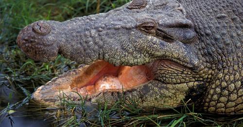Er befreite seinen Kopf selbst aus dem Maul: Taucher überlebt Krokodil Angriff