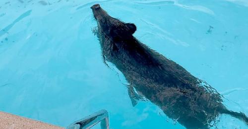 Wildschwein sucht Abkühlung im Swimmingpool und muss gerettet werden