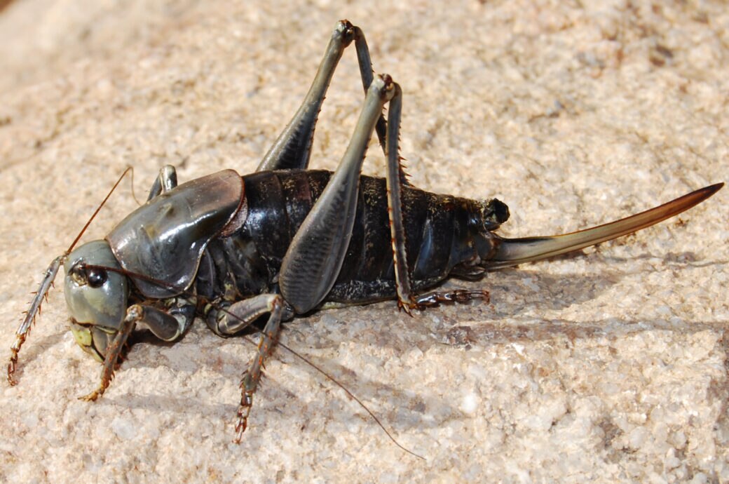 Straßen von Insekten bedeckt! Millionen Mormonengrillen befallen US Bundesstaat