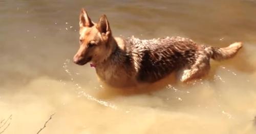 Eine Hündin hat einen Wutanfall, als sein Frauchen sagt, dass es an der Zeit ist, mit dem Schwimmen aufzuhören und nach Hause zu gehen