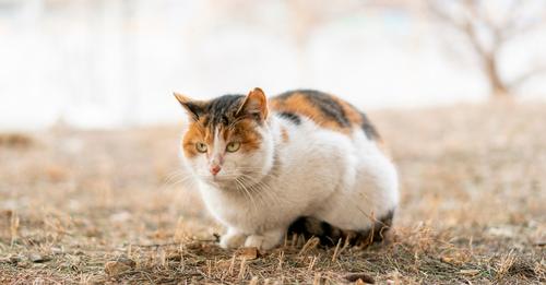 Australien bekämpft wilde Katzenpopulation mit neuen Gift-Automaten 