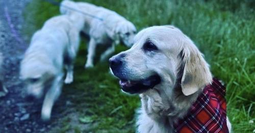 Flauschalarm: Hunderte Golden Retriever und deren Besitzer treffen sich zu einem besonderen Event in den Highlands