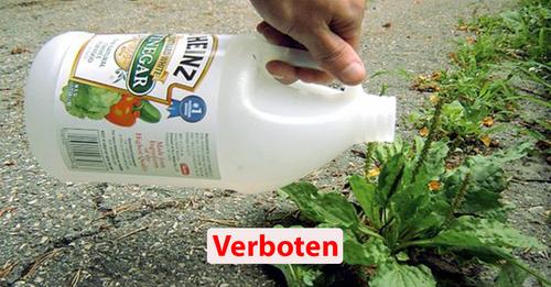 Beachte 9 Dinge, wenn du Essig im Garten benutzen willst