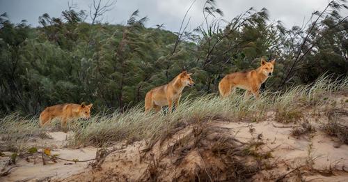 Sie joggte am Strand: Frau von vier Dingos attackiert und schwer verletzt