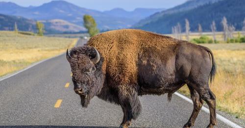 Angriff im Yellowstone Nationalpark: Bison nimmt Frau auf die Hörner und verletzt sie schwer