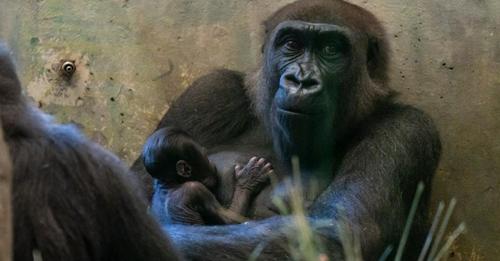 Zoo hält Gorilla für ein Männchen – bis 'er' Nachwuchs bekommt