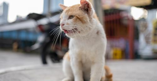 Tierschutzbund fordert bundesweite Kastrationspflicht für Katzen: »Sie leiden im Verborgenen