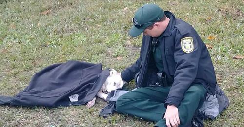 Dieser Polizist kümmert sich rührend um einen verletzten Hund, bis die benötigte Hilfe eintrifft