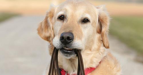 Was ist besser für den Hund, Geschirr oder Halsband?