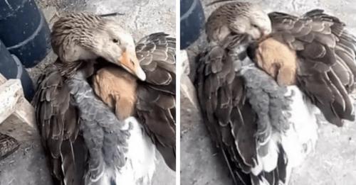 Eine Gans bietet einem Welpen Zuflucht, der wegen der Kälte fast erfroren wäre