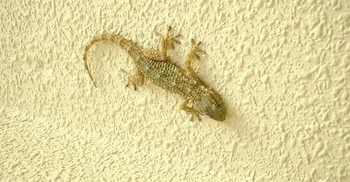 Was passiert, wenn ein Gecko ins Haus kommt? Es ist Zeit, das herauszufinden