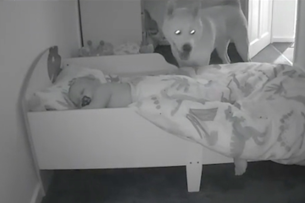 Hund wird mitten in der Nacht mit dem Baby allein gelassen – dann fängt die Kamera ein, was passiert