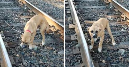 Mann rettet absichtlich an Eisenbahngleis festgebundenen Hund