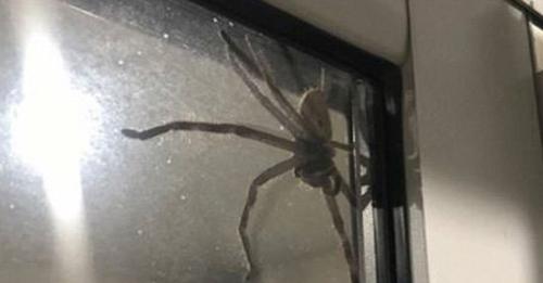 Monster-Spinne hält Familie in ihrem Haus gefangen