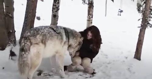 Ein riesiger Wolf liebt es, mit seiner engsten menschlichen Freundin zu kuscheln