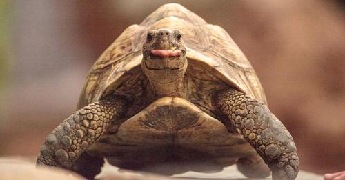 Eine Familie 'verliert' eine Schildkröte – und findet sie dreißig Jahre später lebendig und wohlauf im Haus