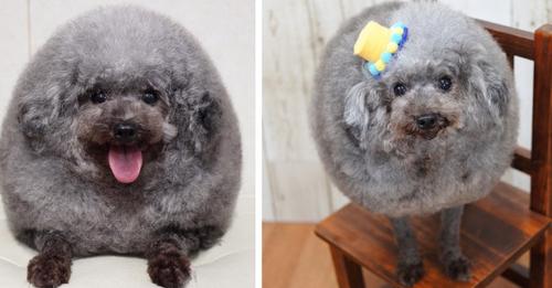 Sie bringen ihren Hund in einen Salon: Als sie ihn wieder abholen, brechen sie beim Anblick seiner neuen 'Frisur' in Gelächter aus
