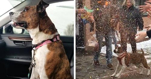 Nach 500 Tagen in einem Tierheim wurde dieser kleine Hund adoptiert und mit einer großen Party begrüßt